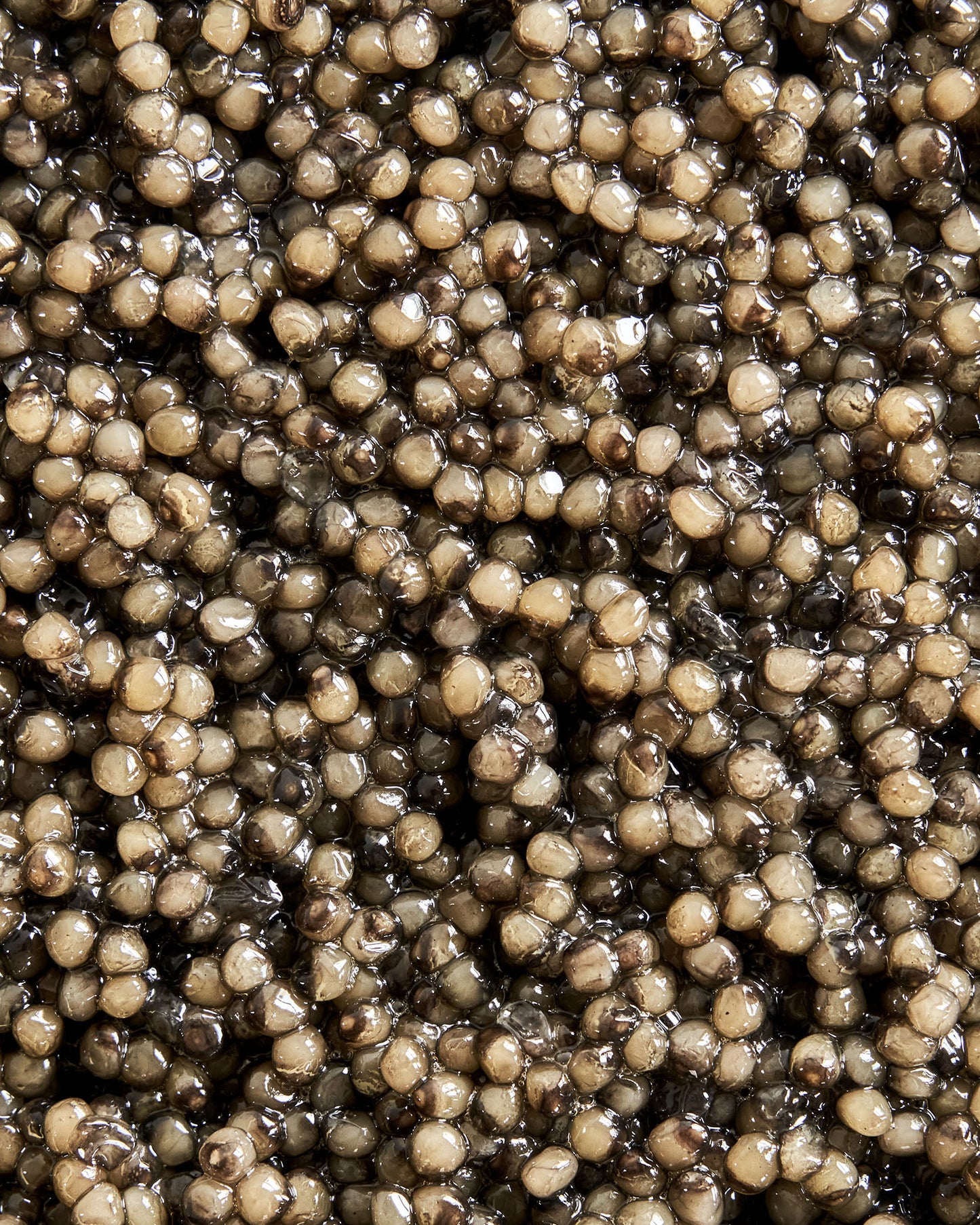 Caviar Ossetra Dark Amber