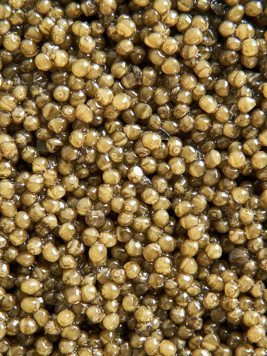 Caviar Ossetra Light